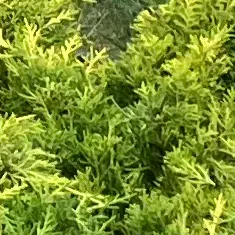 Aide ménagère à domicile à Etterbeek