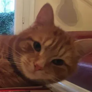 Pet-sitter à Vincennes et Paris