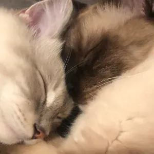 Besoin de faire garder votre animal en toute confiance ?