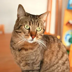 Garde d'un chat pendant l'été