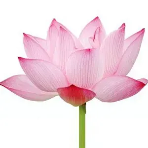 Lavoro pulizie Calco