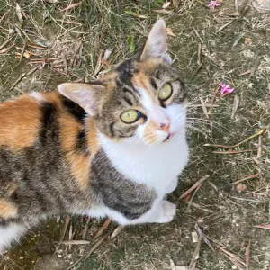Pet-Sitter à Bourg-La-Reine 