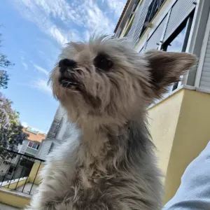 Vaga para Petsitter em Cascais