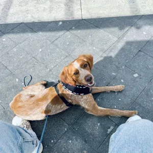 Garde Ella (Epagneul de 2 an)