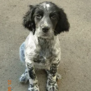 Agent d'entretien sur Valdivienne 