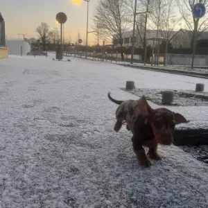 À la recherche d'un Pet-sitter 