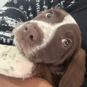 Procura de um cuidador/a de cão 