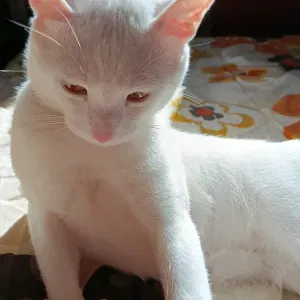 Soins et assistance aux personnes âgées 