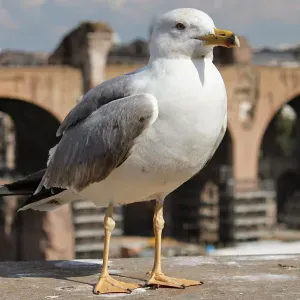 Offerta di lavoro per pulizie a Dicomano