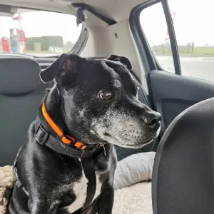 garde d'Ippy, staffy de 11ans du 10 au 17 aout