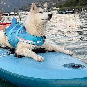 Pour Bloom , petite husky de Sibérie de 6 mois 