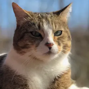 Recherche petsitter pour mon Milou 