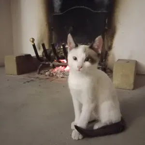 Cerco un petsitter vicino a me