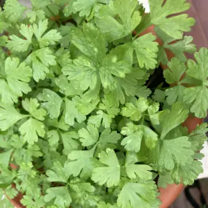 Empleada domicilio Dos Hermanas