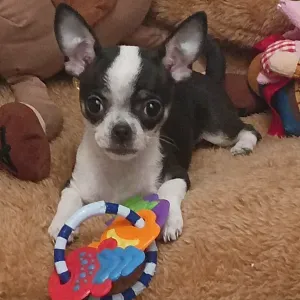 Femme de Menage a domicile ou accompagnatrices 