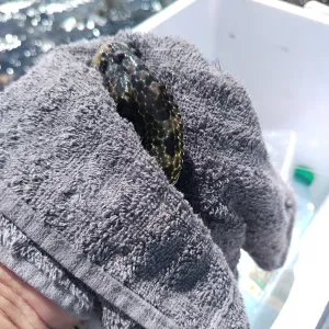 Dame de compagnie ou aide à domicile 