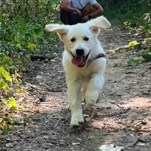 Cherche garde chien en journée 