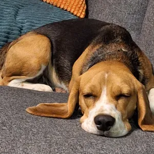 Poste pour un(e) dog-sitter entre Val Suran et Lons 