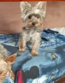 Garde d'enfants à domicile