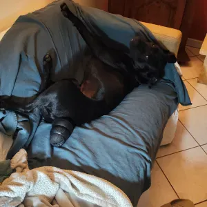 Cherche nounou pour Swann