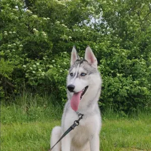 Offre d'emploi pour un(e) petsitter à Ézy-sur-Eure