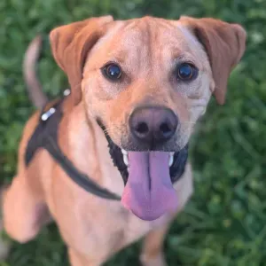 Oferta de emprego para petsitter em Agualva-cacém
