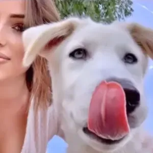 Dog sitter sérieuse – promenades et gardes