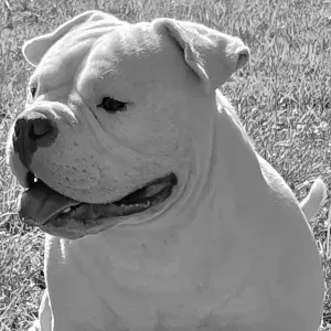 Agente d'entretien Minutieuse.