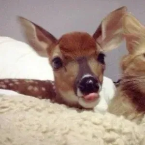 Cuidadora de animales en Santa Cruz de Tenerife 