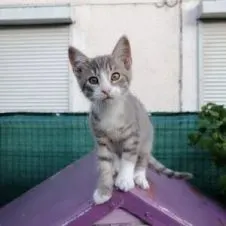 Pet-sitter à domicile