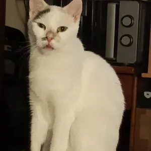 ARMANDO GARDE CHIENS CHEZ LES PARTICULIERS A PARIS 