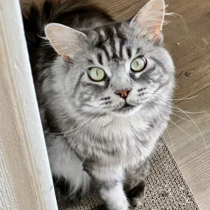 Recherche Petsitter pour garder mon chat en août