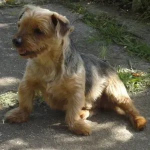 Cerco pulizie vicino a me