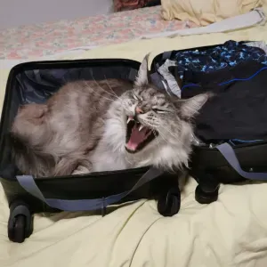 Balade et câlins à nos animaux 