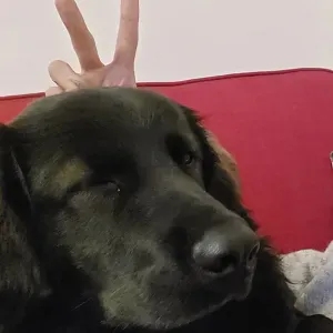 Poste de femme de ménage à Champigny-sur-Marne