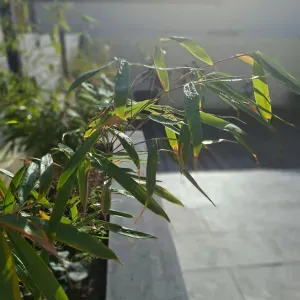 Dame de compagnie  et aide menagere 