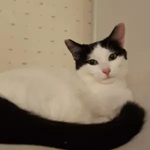 Pet-Sitter dans le val de marne !!