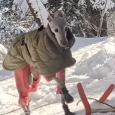 Offre d'emploi pour un(e) petsitter à Annecy