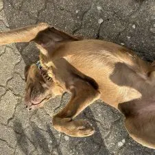 Garde D'animaux à mon domicile