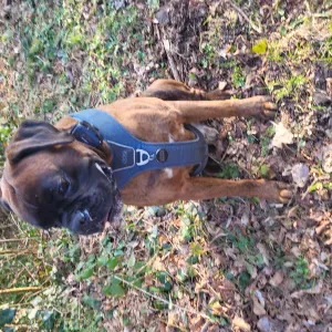 Position for a Petsitter in Fain-lès-Moutiers