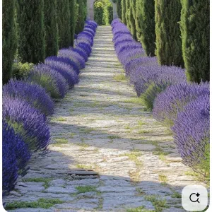 Cherche de travaje dame de compagnie 