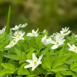 Pet-sitter à Magny Les Hameaux 