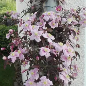 Assistante de vie expérimentée