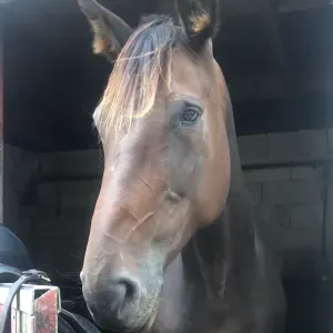 Femme de ménage à Châteauroux 