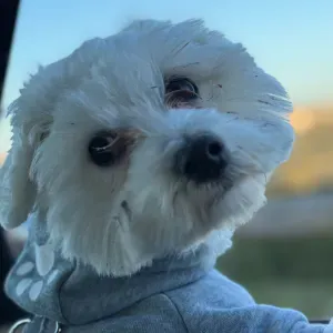 Pesquise um(a) cuidador de outros animais em Sintra