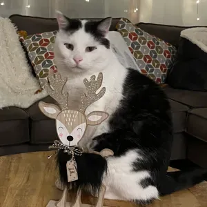 Recherche une personne passionnée des chats 