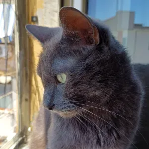 Offro servizio di catsitting a Napoli 