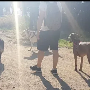 Cuidador de animales en Barcelona 