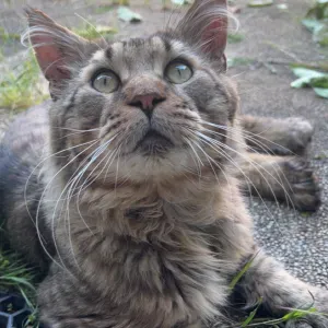 Petsitter sur Lyon et au alentours