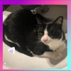 Je cherche un(e) petsitter près de chez moi